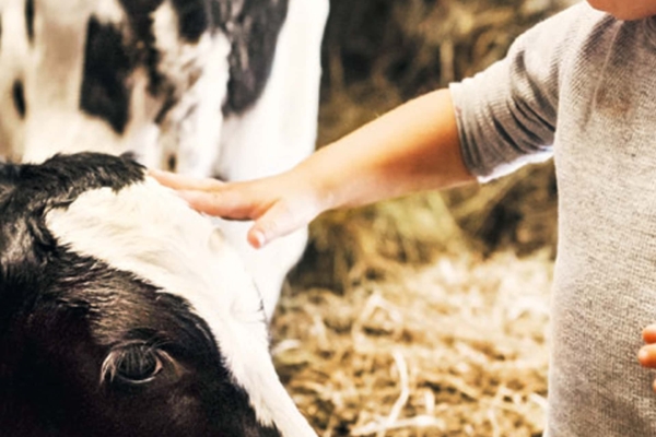 Wenn Kühe so viel Gras fressen, warum ist die Milch dann weiß? Der Bauernhof: Für uns der einzige Ort, der vielleicht noch lehrreicher ist als das kinderzimmer.